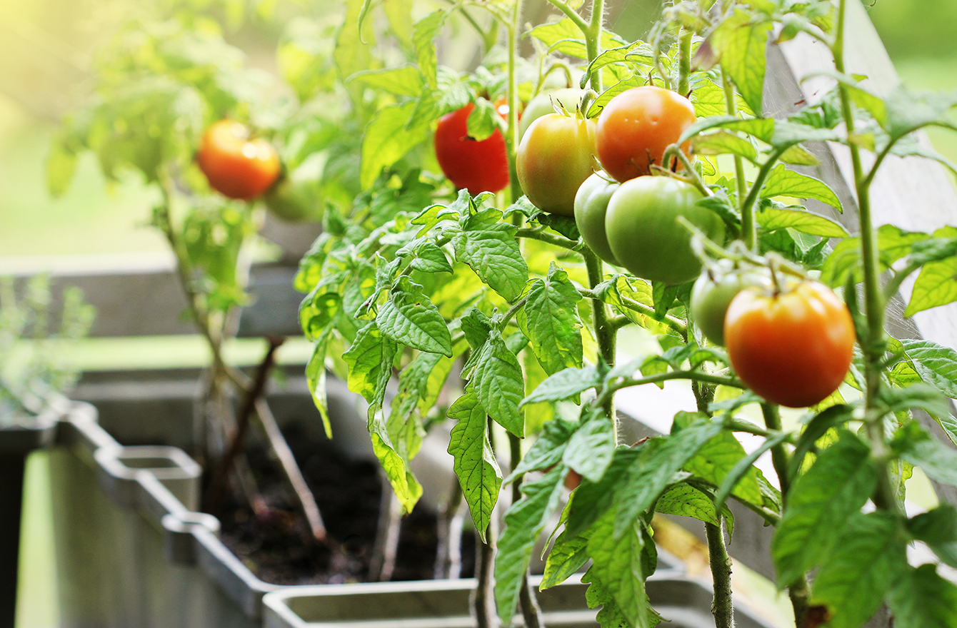 失敗しないベランダ菜園 6月からでも間に合う野菜といい苗の選び方 おうち時間でハマる人続出 初心者でも楽しめる家庭菜園 Mi Mollet ミモレ 明日の私へ 小さな一歩 1 2